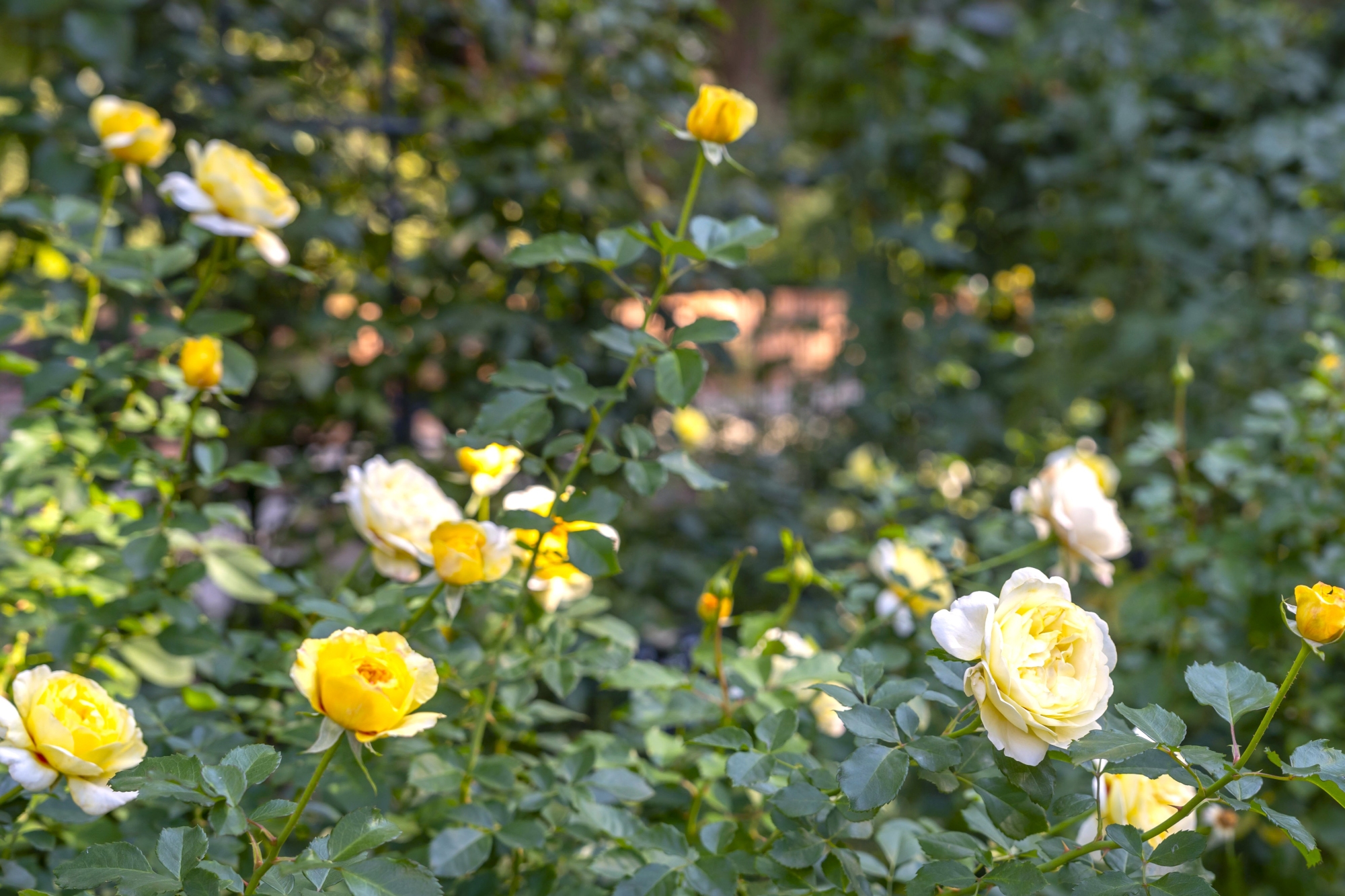 過去に秋の様子