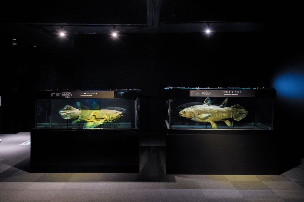 12月20日シーラカンスの日】「生きた化石」シーラカンス、実は今も生き