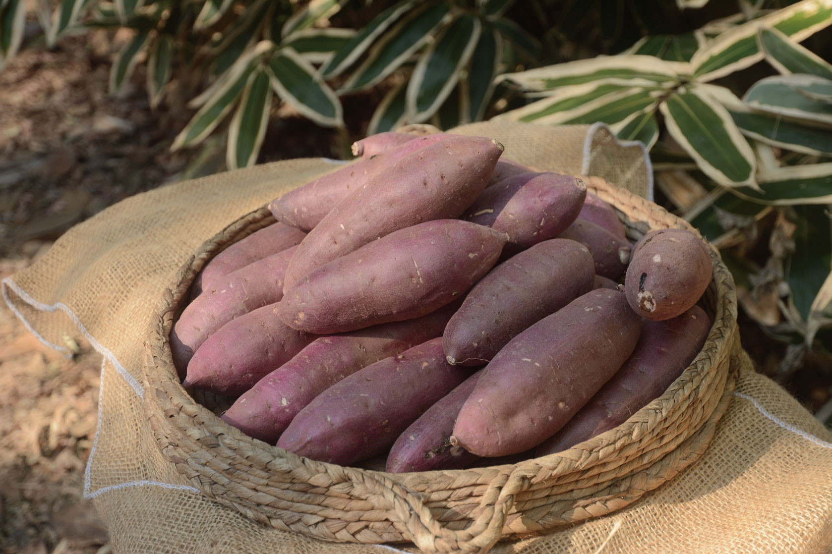 ※写真はイメージです