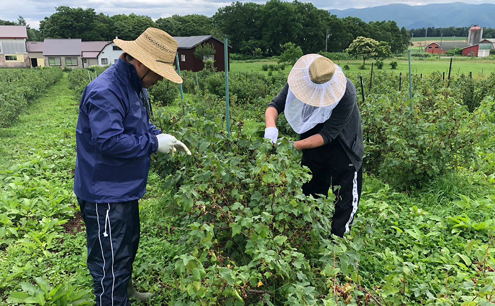 カシス生産農園フジタファーム(所在地:北海道後志地方) 94d47dd9850ad9291755062087.jpg