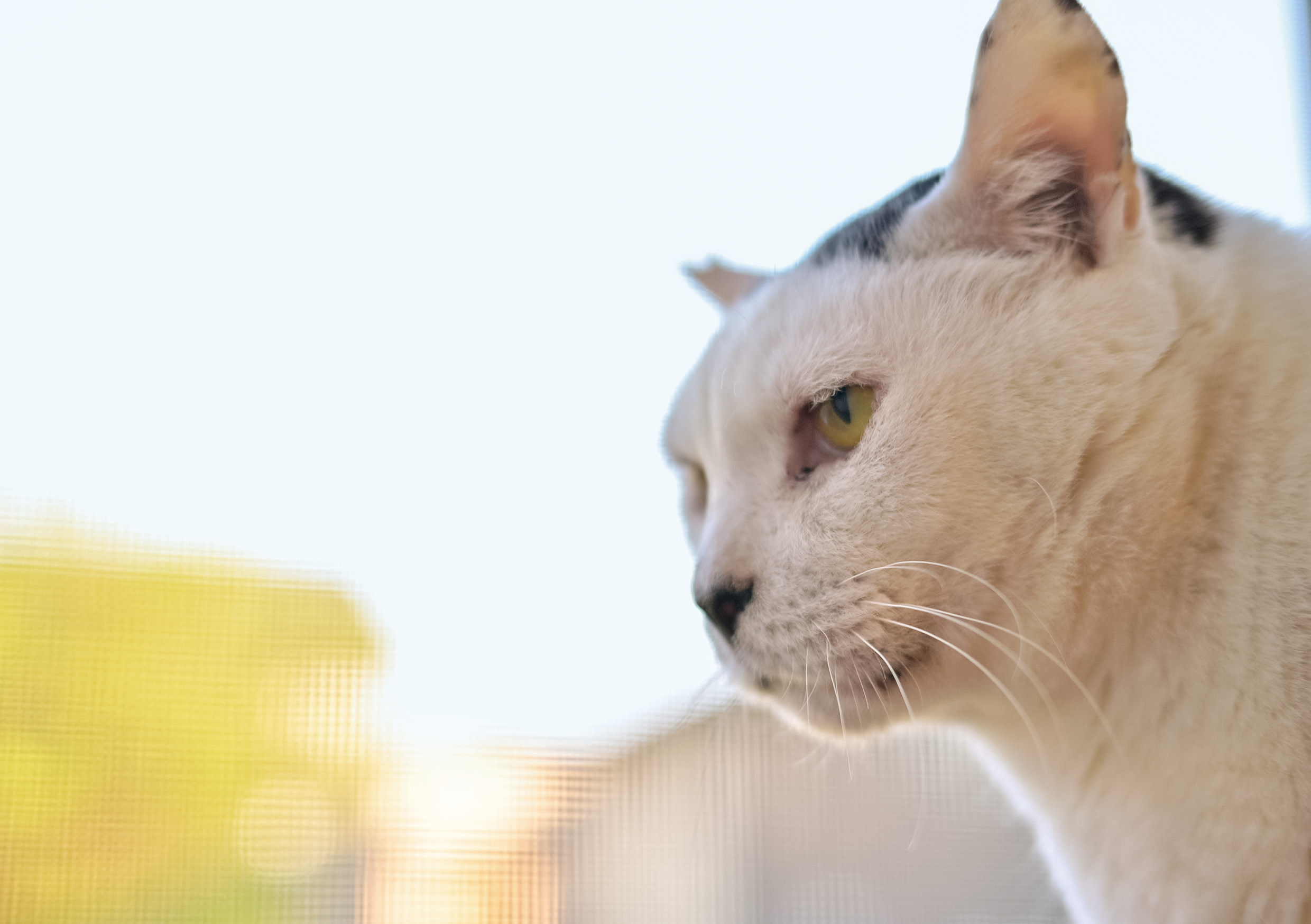 ニャルソックに勤しむ海苔男