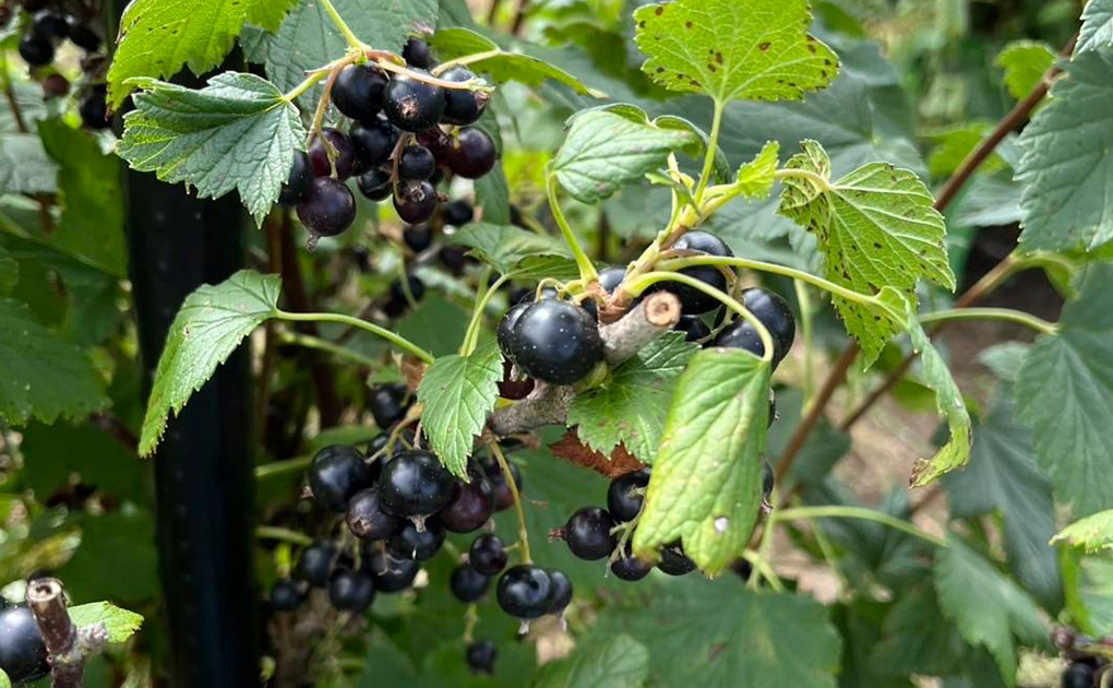 黒松内カシス 9fcedc19095c09b11755062019.jpg