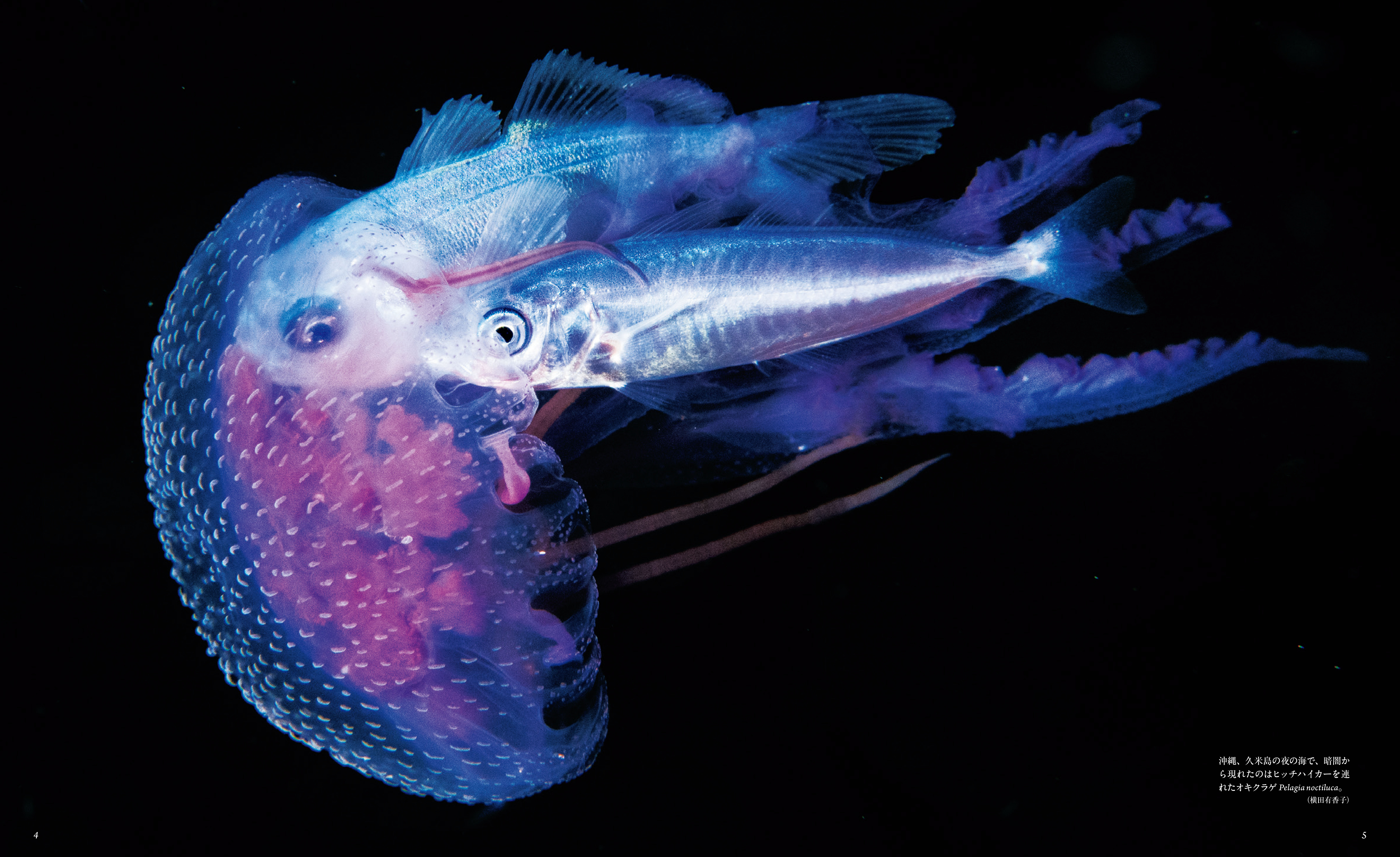世界の海中で撮影された美しく 神秘的なクラゲの写真を300点近く大判の写真で掲載 Presswalker