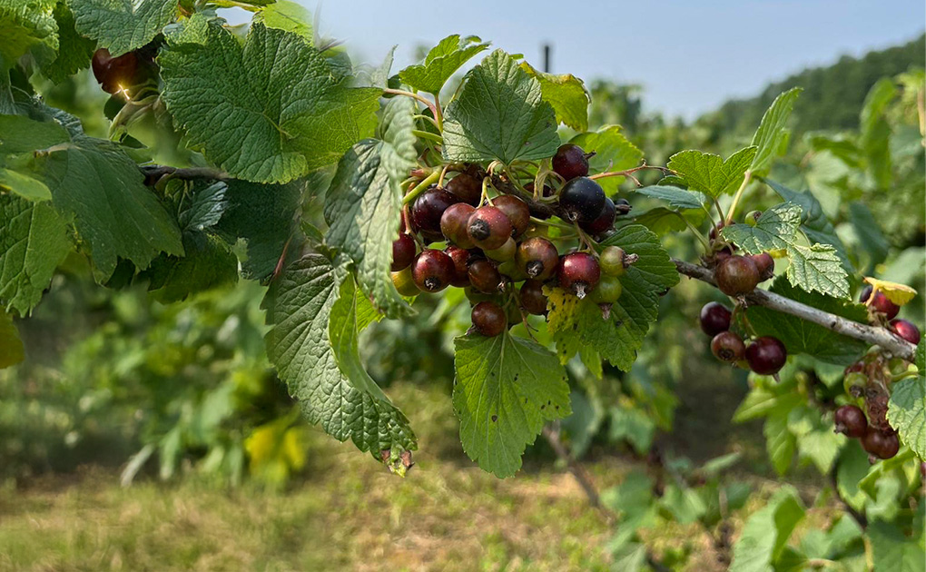 色づき始めた黒松内カシス d3c82e456b8df4891755062307.jpg