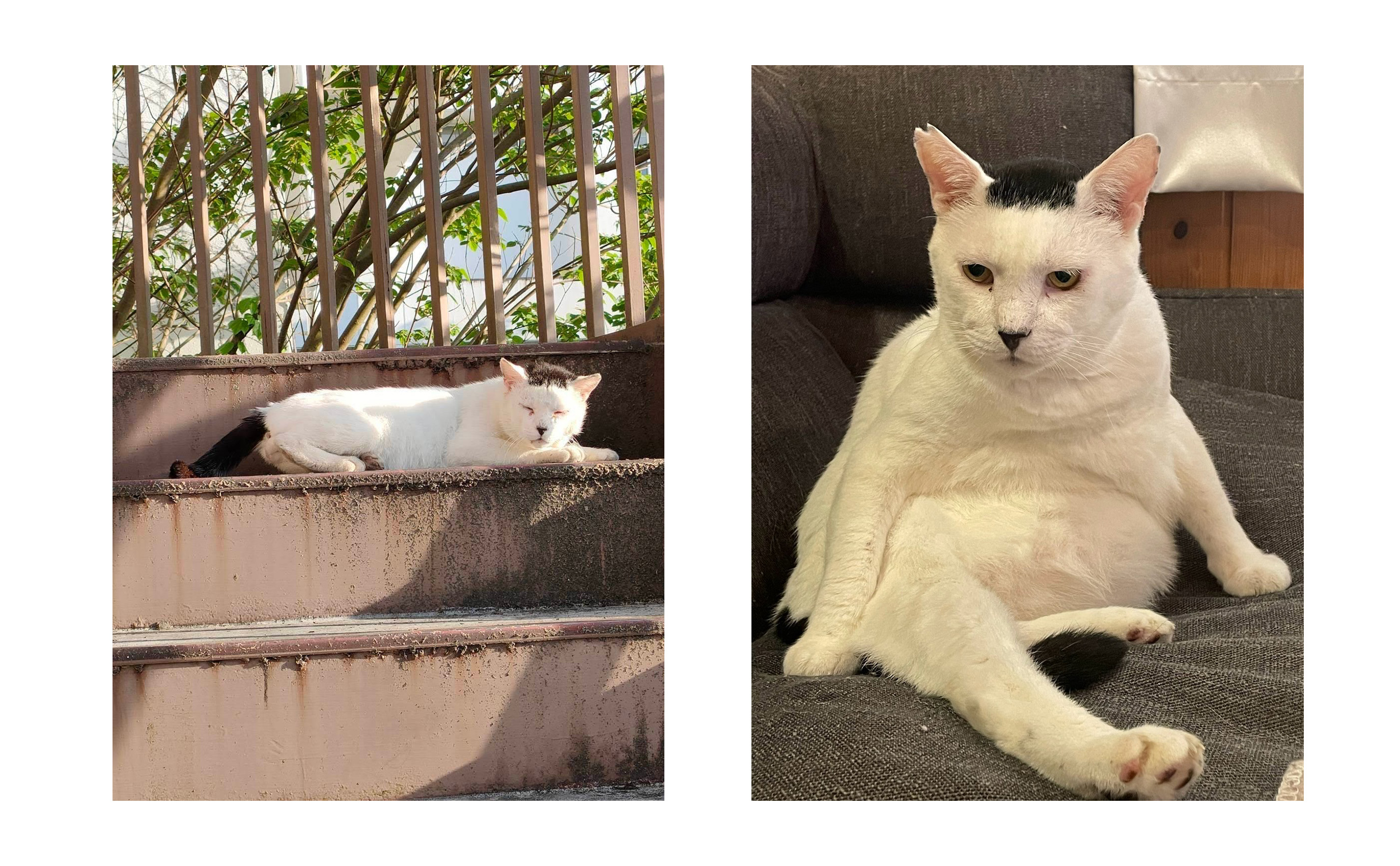 左:野良時代。ガリガリに痩せていた/右:現在。ふっくらして貫禄まで出てきた