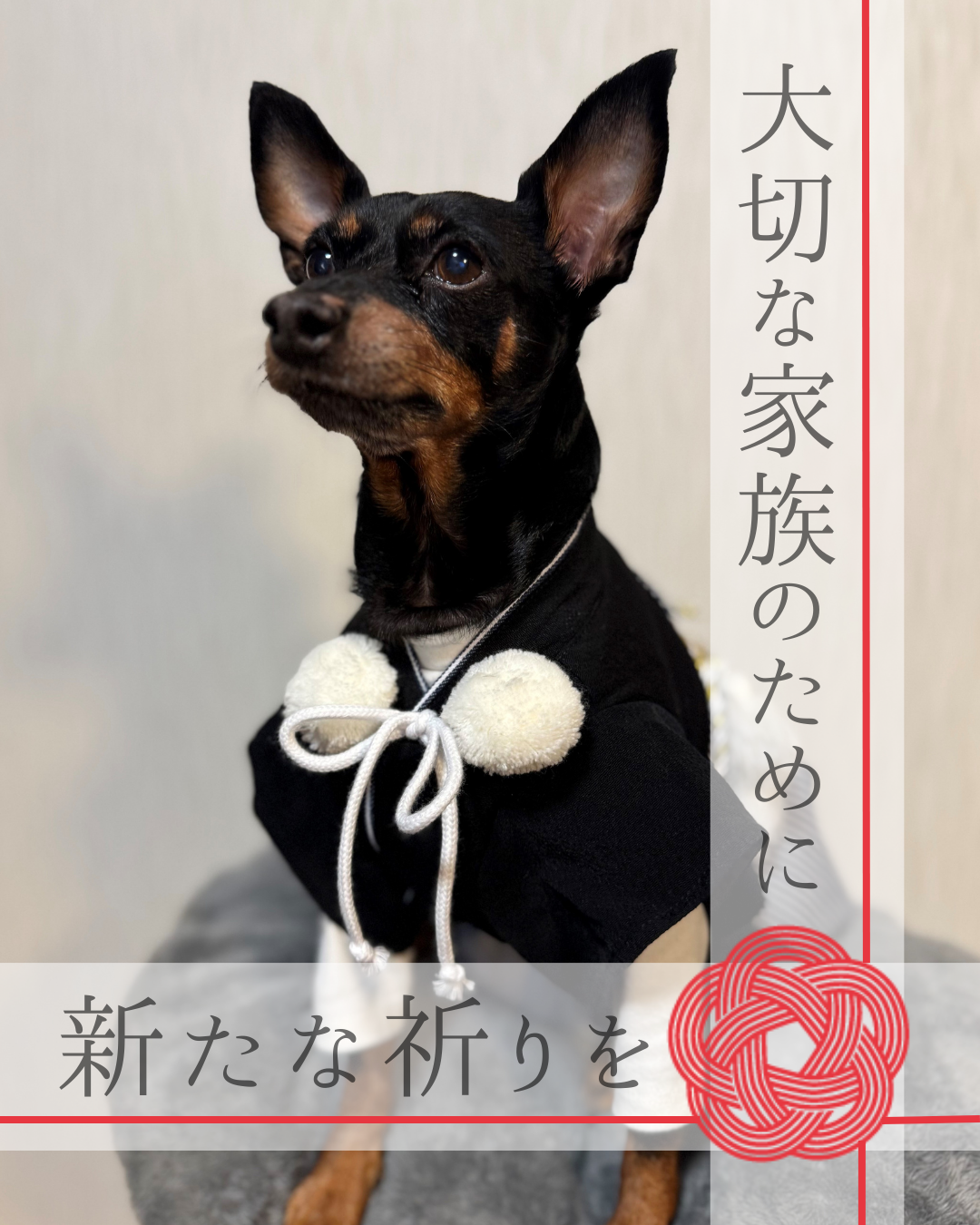 金澤山八幡神社の【うちの子祈祷】 モデルは看板犬のけんくん(13歳)