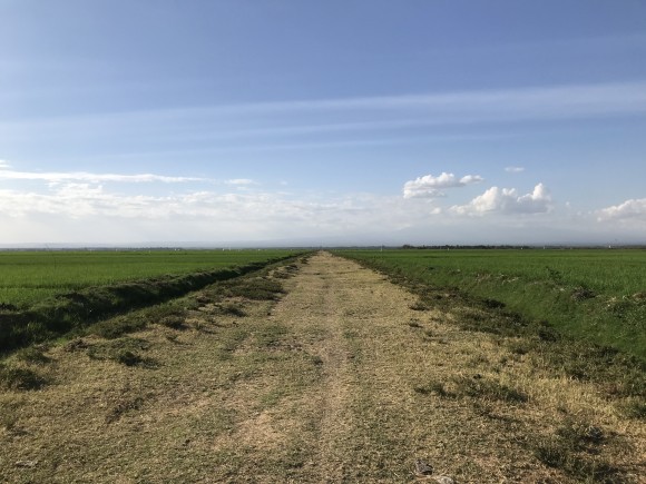 ケニアの広大な田んぼ