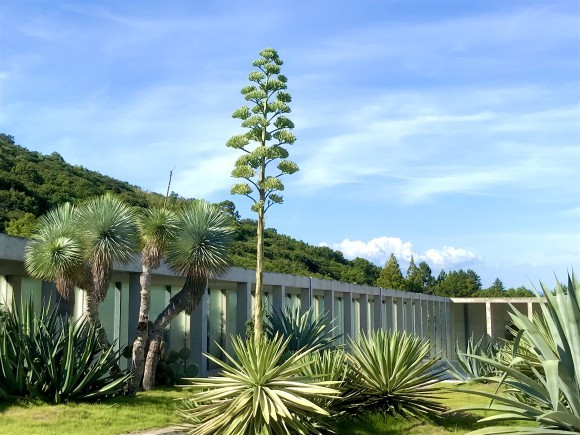 アガベ・アングスティフォリア‘マルギナータ’