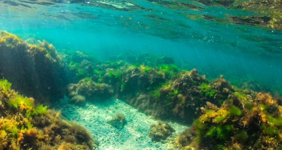 ENEOS、環境省の「ブルーカーボンCCUS調査」を受託！