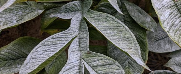 コンニャクの葉