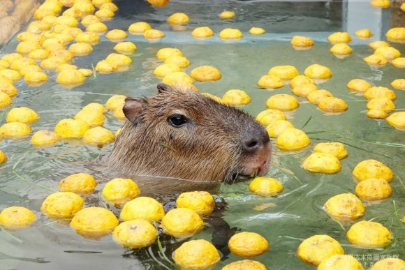 カピバラゆず風呂