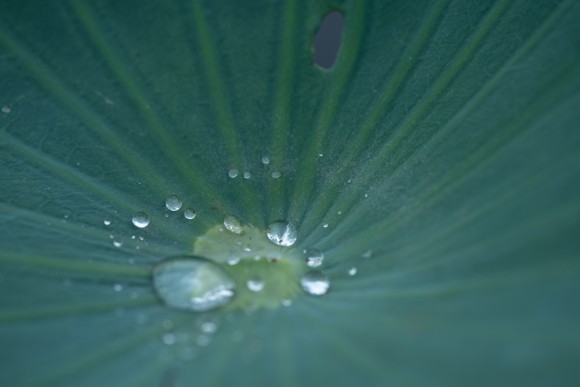 一枚の写真「雨上がりに」・・太宰 宏恵｜きらめきぷらす