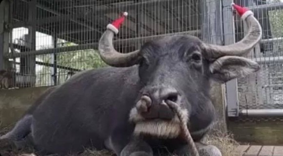 沖縄・由布島の「おばあの牛」