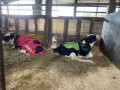 【USIMO】仔牛の防寒コート最新モデル、鳥取中央家畜市場で展示販売。特殊三層素材で体感+3℃