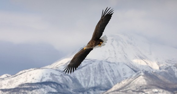 『イングランドの生物多様性ネットゲインについて』