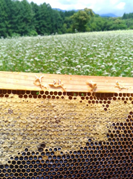 信州の高原が栄養たっぷりの蕎麦を育てます。