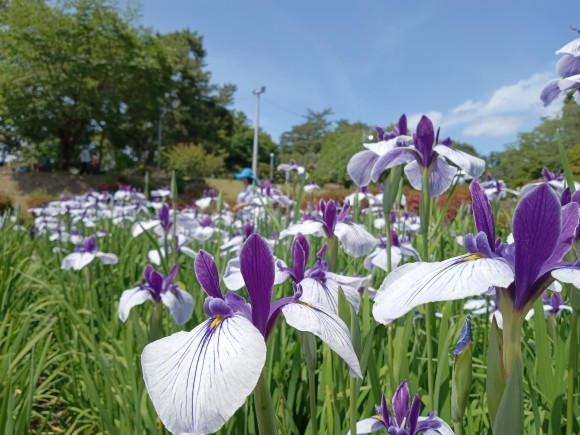 咲き誇る花菖蒲