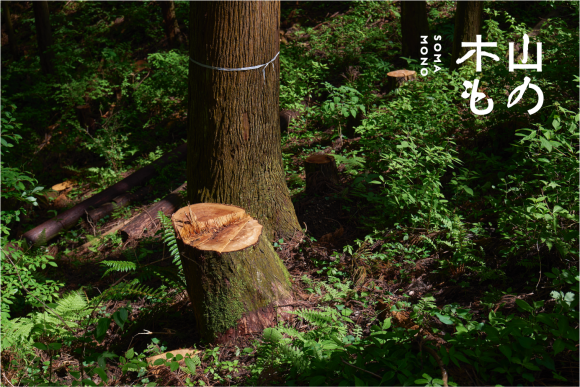 東京の山に残される未利用材を活かす新ブランド「木山もの / somamono」シリーズを発売