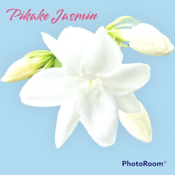 PikakeJasmin　ハワイな香り　ピカケのように爽やかなオードトワレ