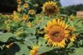 茨城県稲敷市　夏の「ひまわり」1万5千本が見頃を迎えます