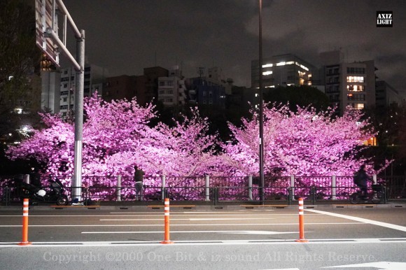 桜ライトアップ 過去開催時の様子 ー AXIZLight演出
