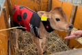 WAGYUを守る、子牛の防寒着が登場。USIMO「腹巻付き防寒コート」