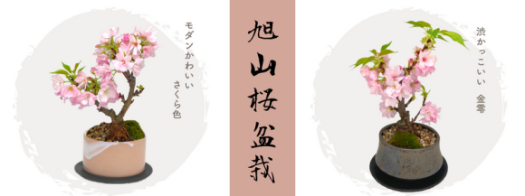 旭山桜盆栽予約販売開始