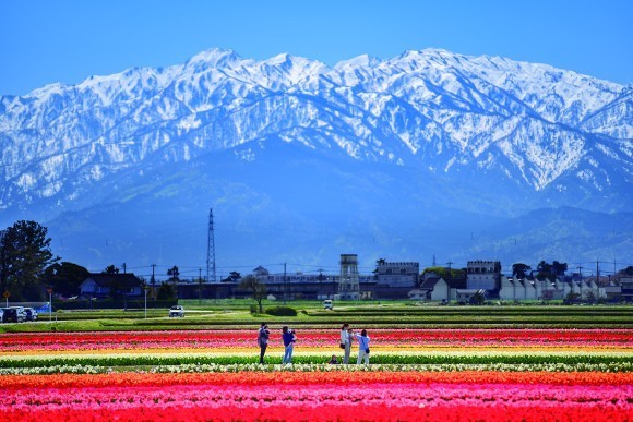春の観光最注目スポット！「富山・にいかわ」が今、選ばれる理由