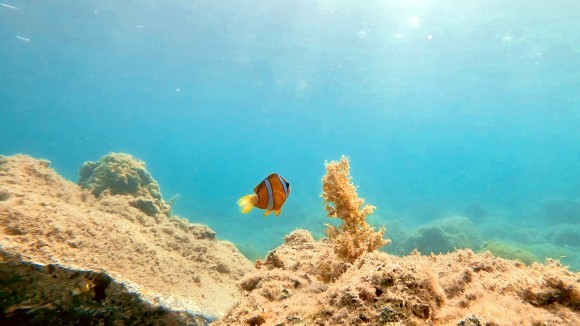 【足摺宇和海国立公園で夏を満喫！】キャンプ場併設の海岸でシュノーケル＆生き物観察イベント開催｜7月12日＠大月エコロジーキャンプ場（高知県）