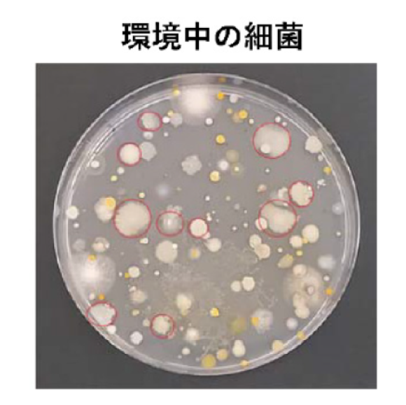 環境中の細菌