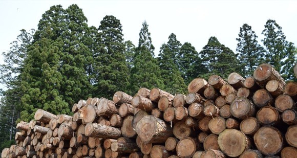 2025年に改正されたクリーンウッド法の影響と木材需要