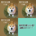 柴犬まる展　2024JapanTour　夏の陣3連発スタート～！