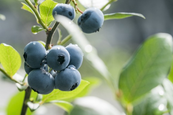 「Blueberry HILLS あつぎ」