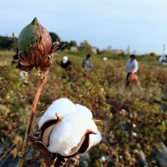 開いた綿花