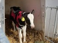 【ブランド牛の防寒対策】USIMOの牛専用防寒コート最新型、2/14に但馬で展示販売