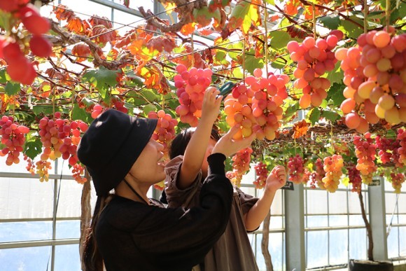 ボックス栽培の甘～い「ぶどうの摘み取り体験」