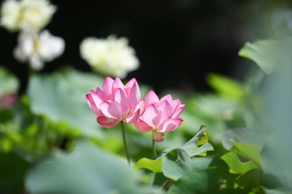 喜光寺の蓮（イメージ）