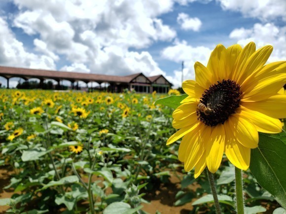 東京ドイツ村サンフィニティ(ひまわり)