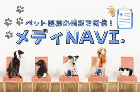 動物病院の獣医師・専門家の方によるペットオーナー向け「知識・最新ニュース」をお届けするメディNAVI.