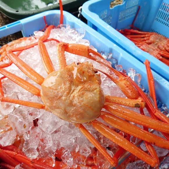金沢港直送の活！紅ずわい蟹