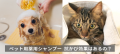 【比較検証】ペット用薬用シャンプー 抗かび効果に差はあるの？