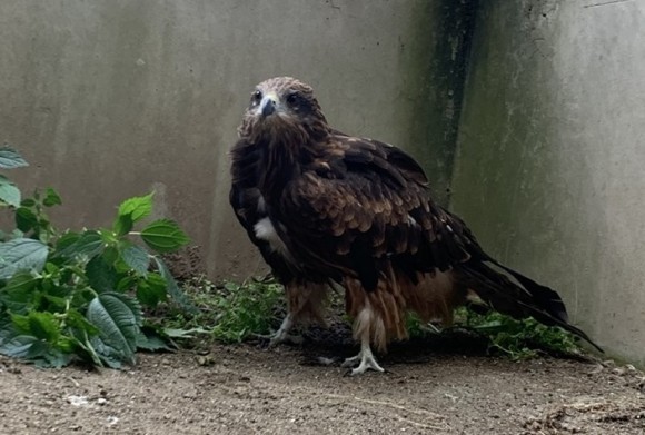 新しく仲間入りしたトビ