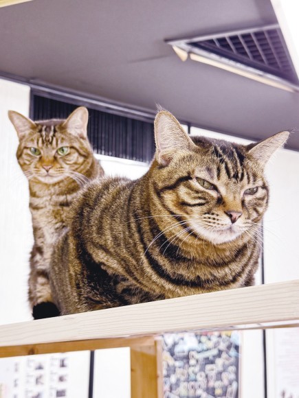 猫宿はなはなの看板猫「ちび」と「くるん」