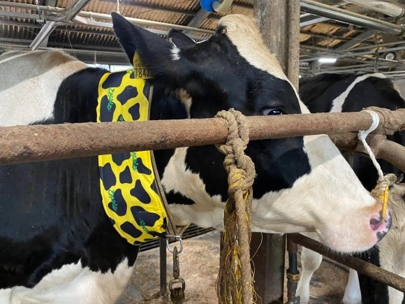 牛用グッズUSIMO（ウシモ）を手がける株式会社オオツキ（兵庫県丹波市、代表取締役社長：大槻祥三、以下「当社」）は、2023年6月21, 22日に長崎平戸口中央家畜市場（長崎県平戸市）で牛の夏バテ防止に効果的な「接触冷感!! モーっとクール」の体験販売会を実施します。エコで安全なネッククーラーは、氷や井戸水を使用して、首の血管を冷やし、牛の体温を調整します。仔牛の熱中症対策や親牛のヒートストレス軽減に効果があります。畜産農家様にお気軽にお試しいただけます。