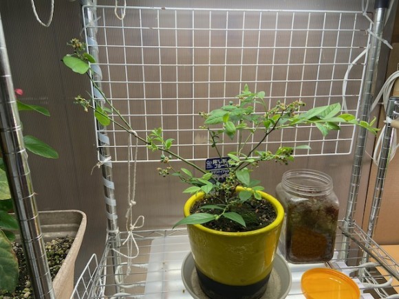 室内で、ブルーベリーを電照栽培しています。