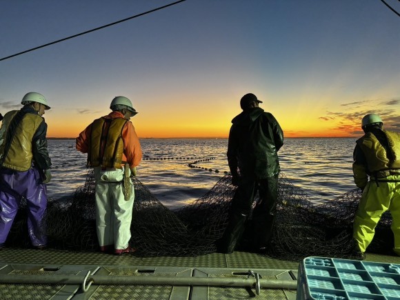 地域漁業の未来をつくる『極寒ぶり』
