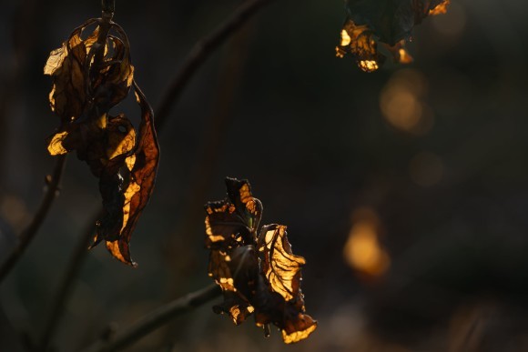 一枚の写真「光・新年に」・・太宰 宏恵｜きらめきぷらす