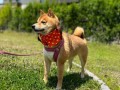 【犬も涼しく快適に】特許技術「驚冷プリント」を採用したワンちゃん専用ネッククーラー「ワンだクール」発売