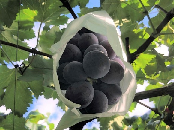 秋の味覚！ブドウ狩り体験付き宿泊プラン！