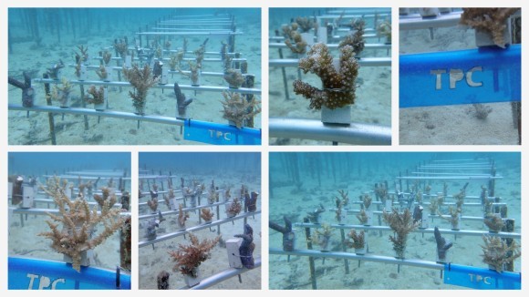 NPO法人アクアプラネット『3935 プロジェクト』